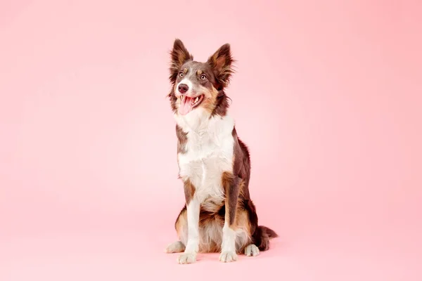 Border Collie Perro Posando Sobre Fondo Rosa — Foto de Stock