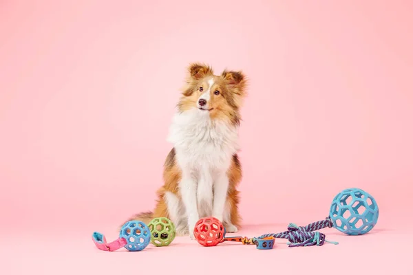 Fronteira Collie Cão Posando Com Bolas Brinquedo Fundo Rosa — Fotografia de Stock