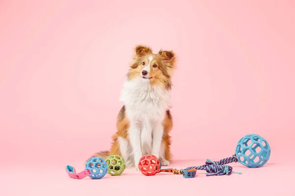 Kenar kömür ocağı köpek oyuncak topları üzerinde pembe bir arka plan ile poz