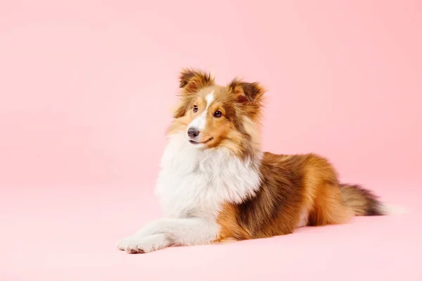 Fronteira Collie Cão Deitado Fundo Rosa — Fotografia de Stock