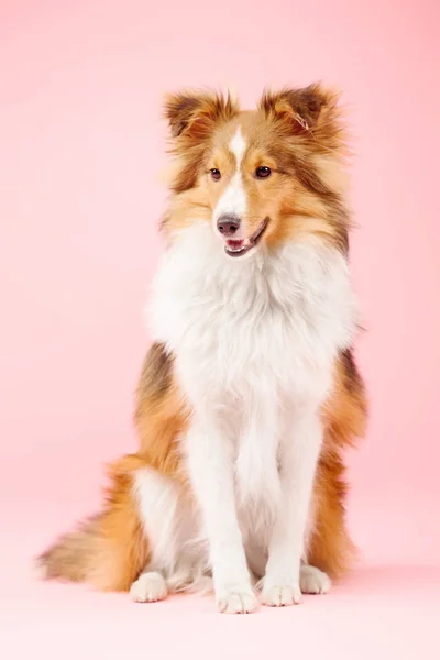 Border Collie Perro Sentado Sobre Fondo Rosa —  Fotos de Stock