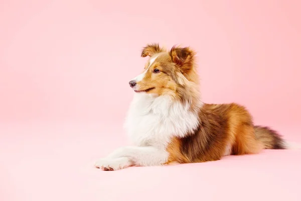 Confine Collie Cane Sdraiato Sfondo Rosa — Foto Stock