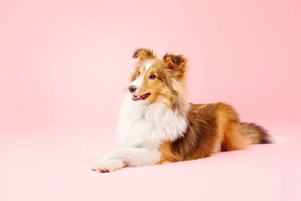 Border Collie Hond Liggen Roze Achtergrond — Stockfoto