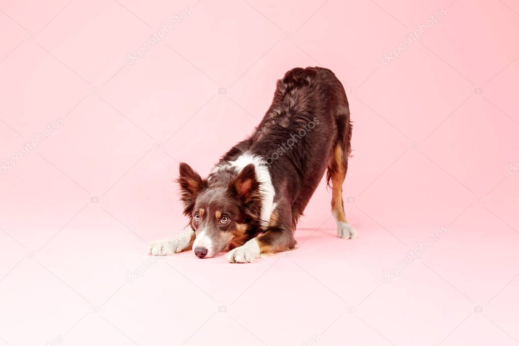 Border Collie dog posing on pink background