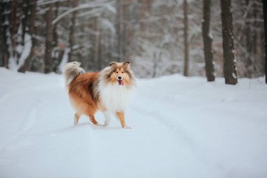 Sınır Collie köpek karlı kış manzara oynuyor