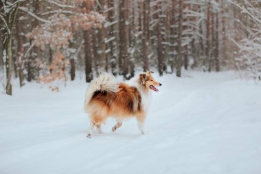 Sınır Collie köpek karlı kış manzara oynuyor