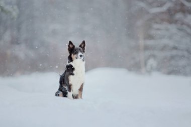 Sınır Collie köpek karlı kış manzara oynuyor