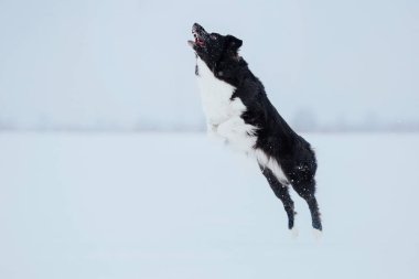 Sınır Collie köpek karlı kış manzara oynuyor