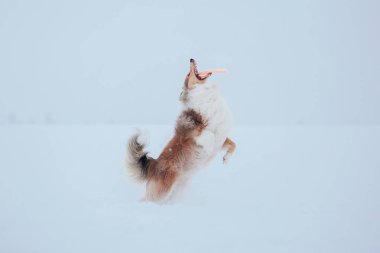 Sınır Collie köpek karlı kış manzara oynuyor