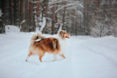 Sınır Collie köpek karlı kış manzara oynuyor