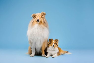 Trained Border Collie dogs posing on blue background  clipart