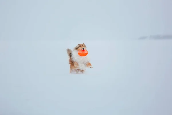 Border Collie Pies Gra Snowy Zimie Krajobraz — Zdjęcie stockowe