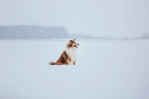 Confine Collie Cane Che Gioca Nel Paesaggio Invernale Innevato — Foto Stock