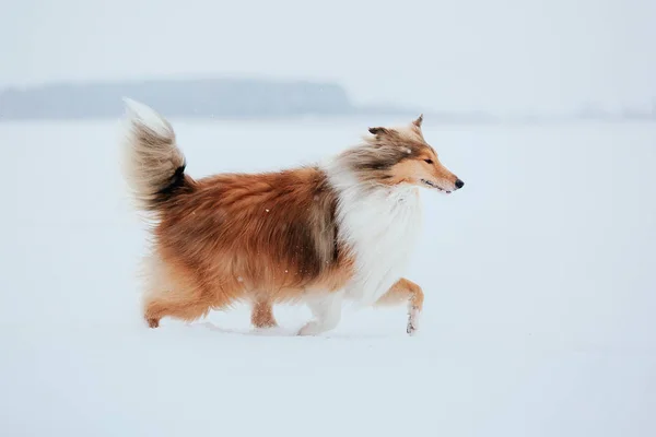 Border Collie Hond Spelen Besneeuwde Winter Landschap — Stockfoto