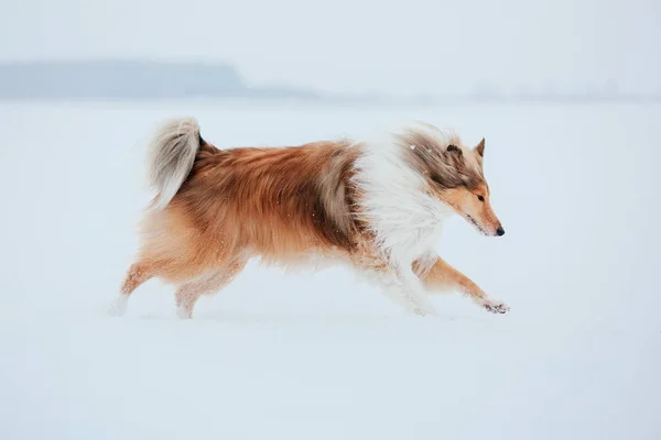 Anjing Perbatasan Collie Bermain Pemandangan Musim Dingin Yang Bersalju — Stok Foto