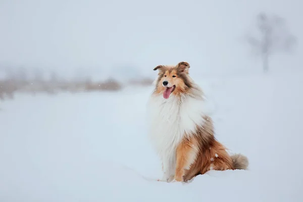 Border Collie dog playing in snowy winter landscape