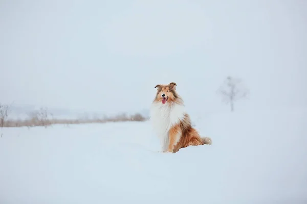 Border Collie Hond Spelen Besneeuwde Winter Landschap — Stockfoto