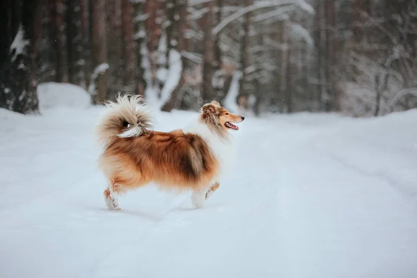 Прикордонна Собака Коллі Грає Засніженому Зимовому Пейзажі — стокове фото