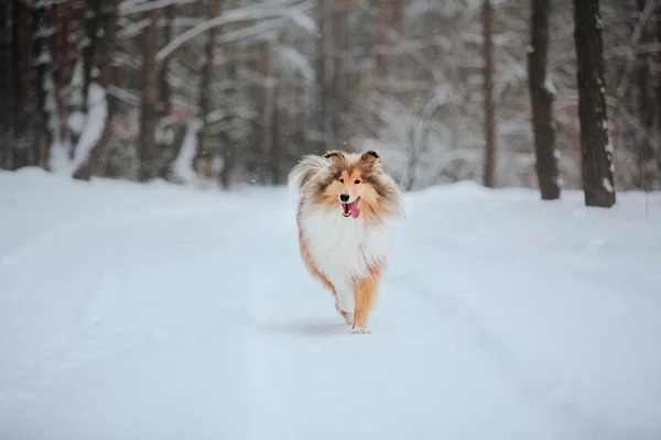 雪の冬の風景で遊ぶボーダーコリー犬 — ストック写真