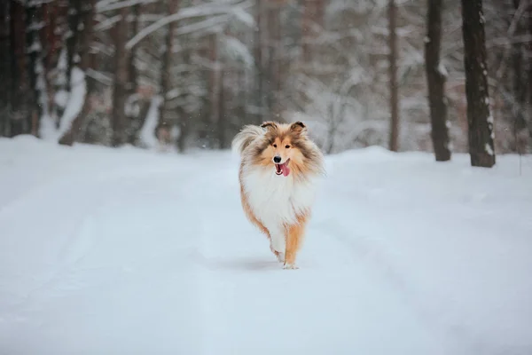 Sınır Collie Köpek Karlı Kış Manzara Oynuyor — Stok fotoğraf