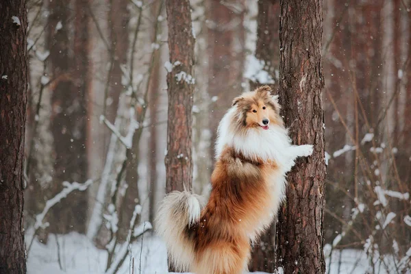 Border Collie dog playing in snowy winter landscape