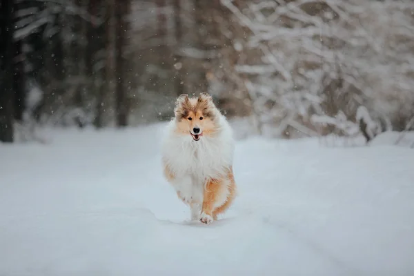 Hraniční Collie Pes Hrající Zasněžené Zimní Krajině — Stock fotografie