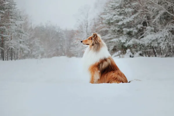 Fronteira Collie Cão Jogando Paisagem Inverno Nevado — Fotografia de Stock