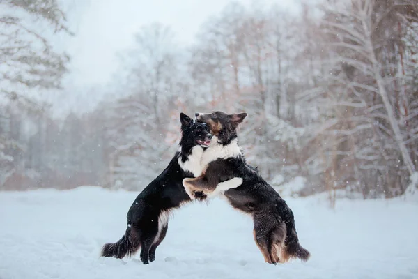 Border Collie dogs playing in snowy winter landscape