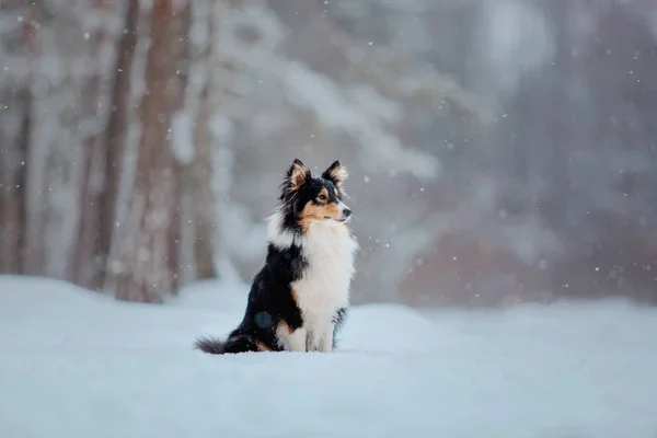 Hraniční Collie Pes Hrající Zasněžené Zimní Krajině — Stock fotografie