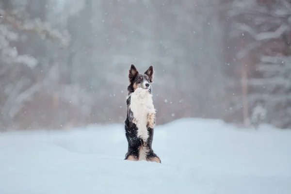 Hraniční Collie Pes Hrající Zasněžené Zimní Krajině — Stock fotografie