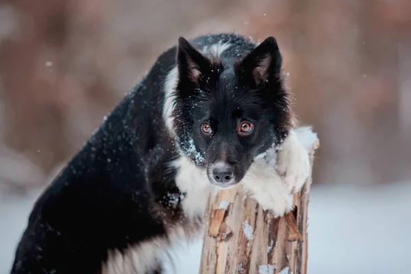 Hraniční Collie Pes Hrající Zasněžené Zimní Krajině — Stock fotografie