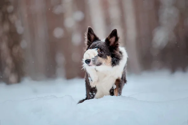 Border Collie dog playing in snowy winter landscape