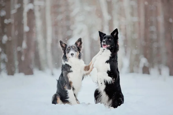 Fronteira Collie Cães Jogando Paisagem Inverno Nevado — Fotografia de Stock