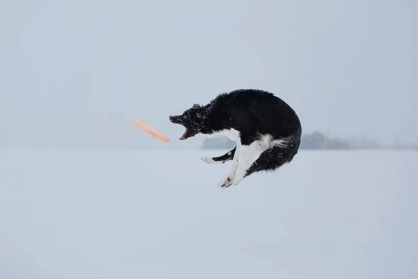 Прикордонна Собака Коллі Грає Засніженому Зимовому Пейзажі — стокове фото