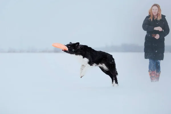 Border Collie dog with owner playing in snowy winter landscape