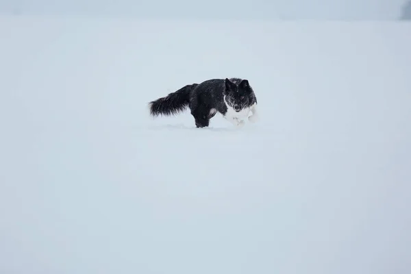 雪の冬の風景で遊ぶボーダーコリー犬 — ストック写真