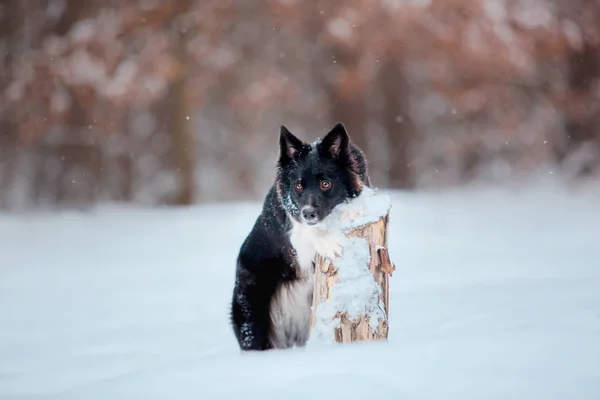 Hraniční Collie Pes Hrající Zasněžené Zimní Krajině — Stock fotografie