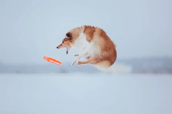 Hraniční Collie Pes Hrající Zasněžené Zimní Krajině — Stock fotografie