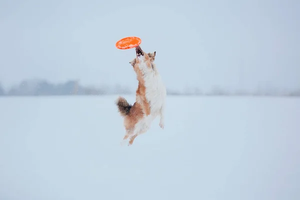 Sınır Collie Köpek Karlı Kış Manzara Oynuyor — Stok fotoğraf