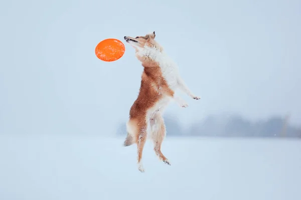 Собака Бордер Колли Играет Снежном Зимнем Пейзаже — стоковое фото
