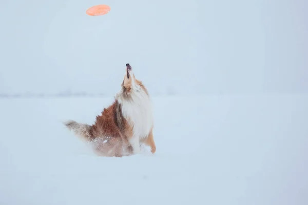 Border Collie Dog Spelar Snöiga Vinterlandskap — Stockfoto