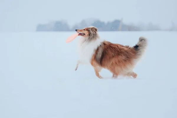 Border Collie dog playing in snowy winter landscape