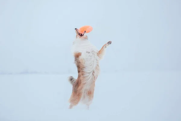 Sınır Collie Köpek Karlı Kış Manzara Oynuyor — Stok fotoğraf