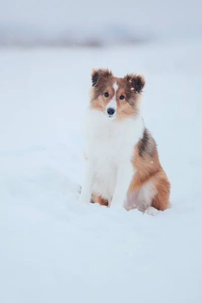 Sınır Collie Köpek Karlı Kış Manzara Oynuyor — Stok fotoğraf