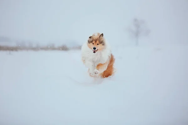 Border Collie Dog Spelar Snöiga Vinterlandskap — Stockfoto