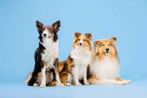 Trained Border Collie dogs posing on blue background
