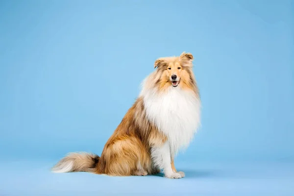 Σύνορα Ποιμενικού Σκύλου Σκύλο Που Ποζάρει Μπλε Φόντο — Φωτογραφία Αρχείου