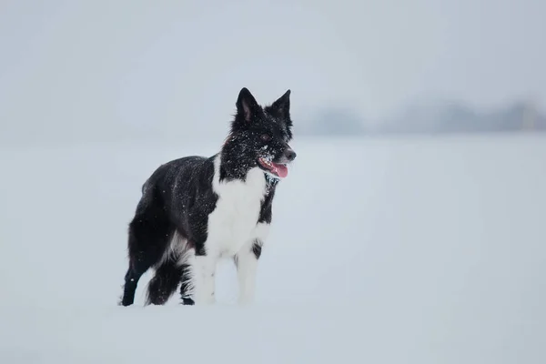 Border Collie Dog Spelar Snöiga Vinterlandskap — Stockfoto