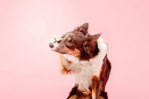 Toenaam Border Collie Hond Poseren Roze Achtergrond — Stockfoto