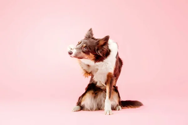 Beschämt Border Collie Hund Posiert Auf Rosa Hintergrund — Stockfoto